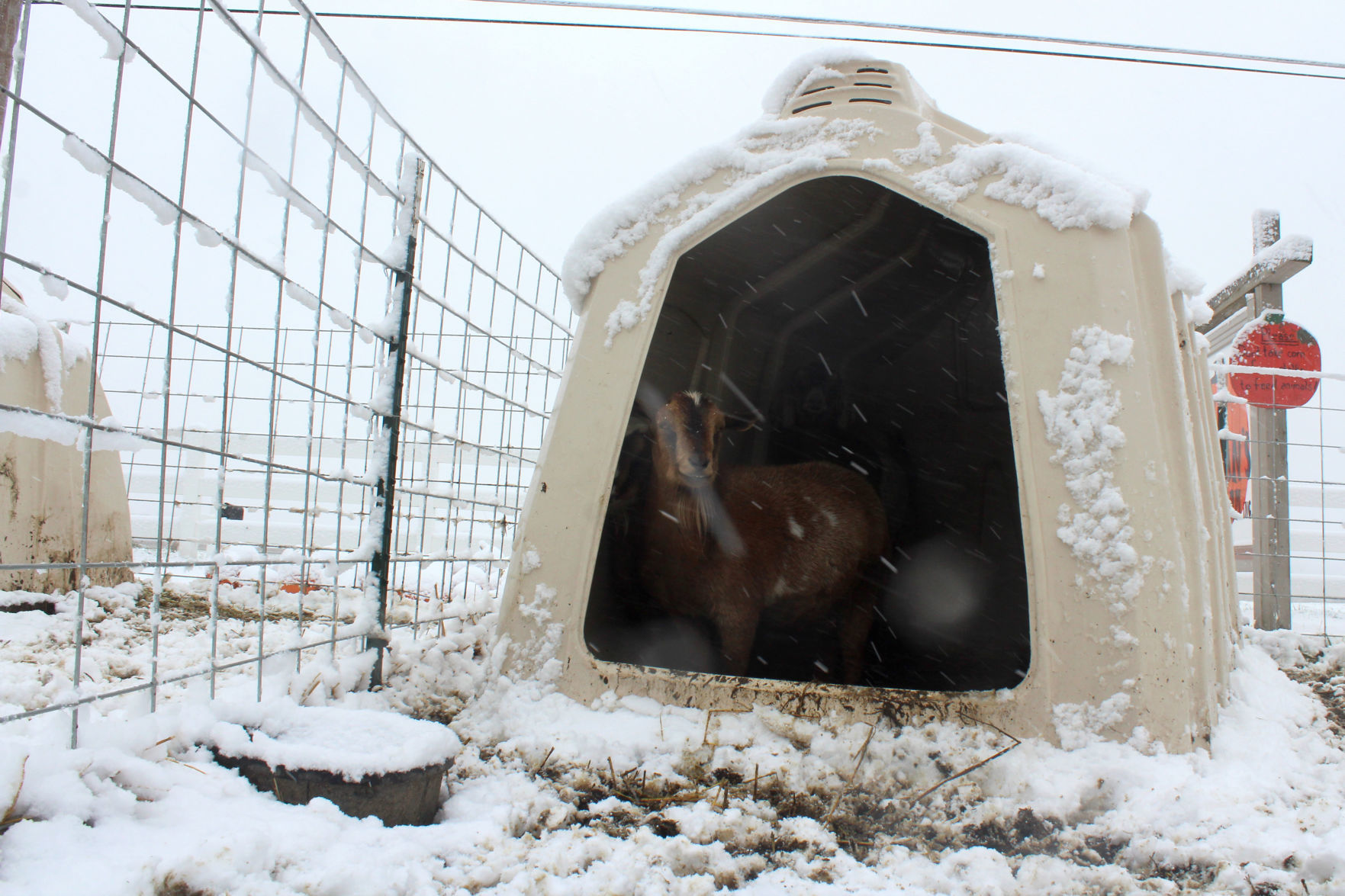A chilly goat at Swan's Pumpkin Farm